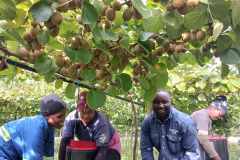 Workers harvesting Kiwi Fruit