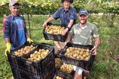 Kiwi Fruit Harvest, Workers and Management