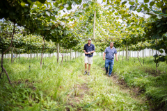Kiwi Fruit Orchard with drip irrigation