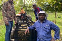 Kiwi Fruit harvest and workers